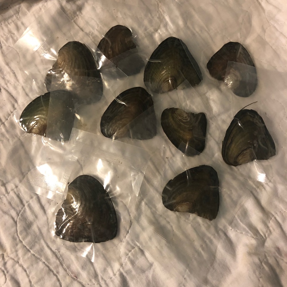 10 vacuum sealed oysters with pearls inside